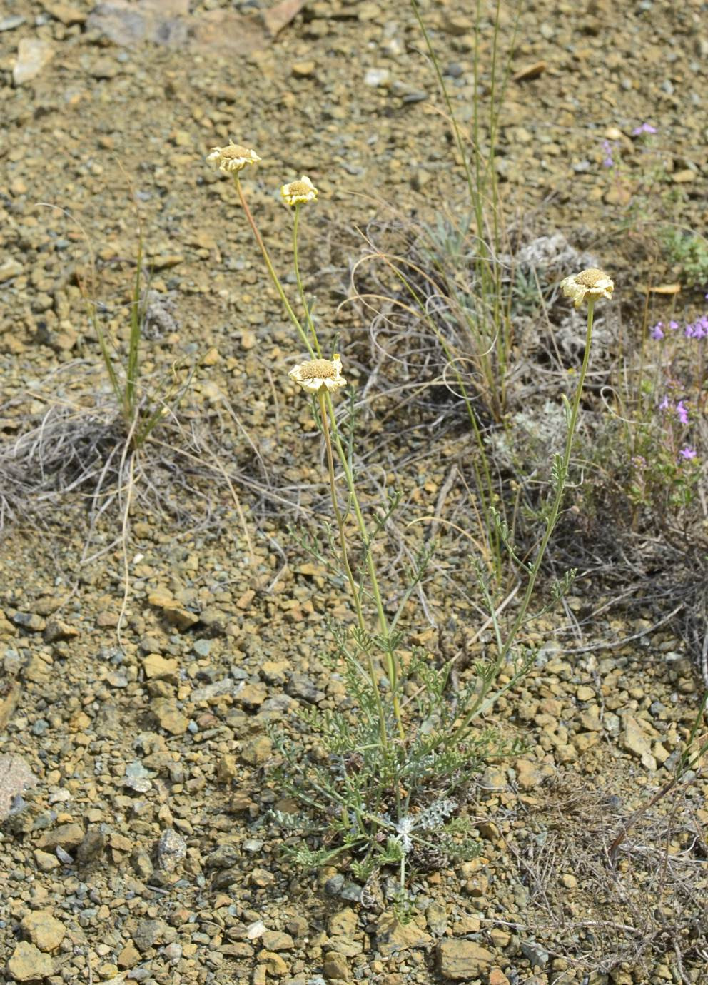 Image of Anthemis trotzkiana specimen.