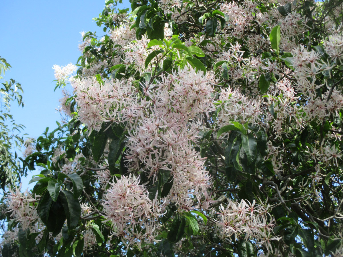 Image of Calodendrum capense specimen.