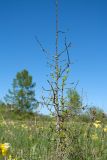 Larix sibirica