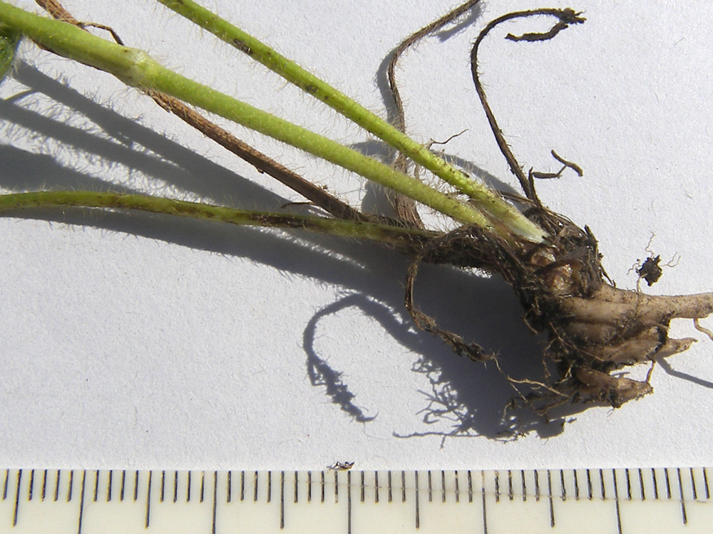 Image of Ranunculus baidarae specimen.