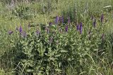 Salvia deserta. Цветущие растения. Южный Казахстан, хр. Боролдайтау, ущ. Кокбулак. 28.05.2008.
