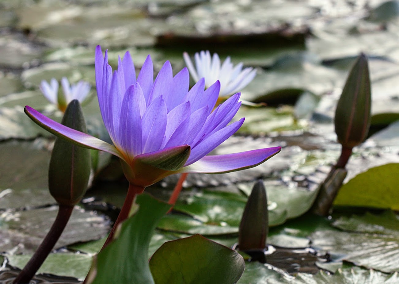 Изображение особи Nymphaea odorata.