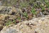 Thymus elisabethae. Верхушка веточки. Кабардино-Балкария, Эльбрусский р-н, окр. с. Нейтрино, ок. 1750 м н.у.м., скала. 26.08.2017.