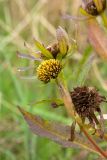 Bidens radiata. Верхушка побега с соцветием и соплодиями. Ленинградская обл., окр. пос. Большая Ижора, побережье Финского зал., граница песчаного пляжа и отмели с камышово-тростниковыми зарослями. 10.09.2017.