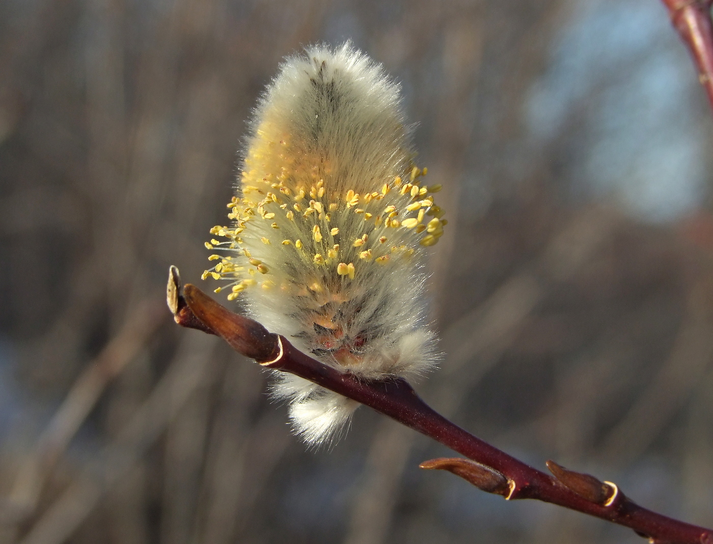 Изображение особи Salix rorida.