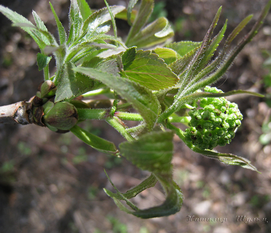 Image of Sambucus sibirica specimen.