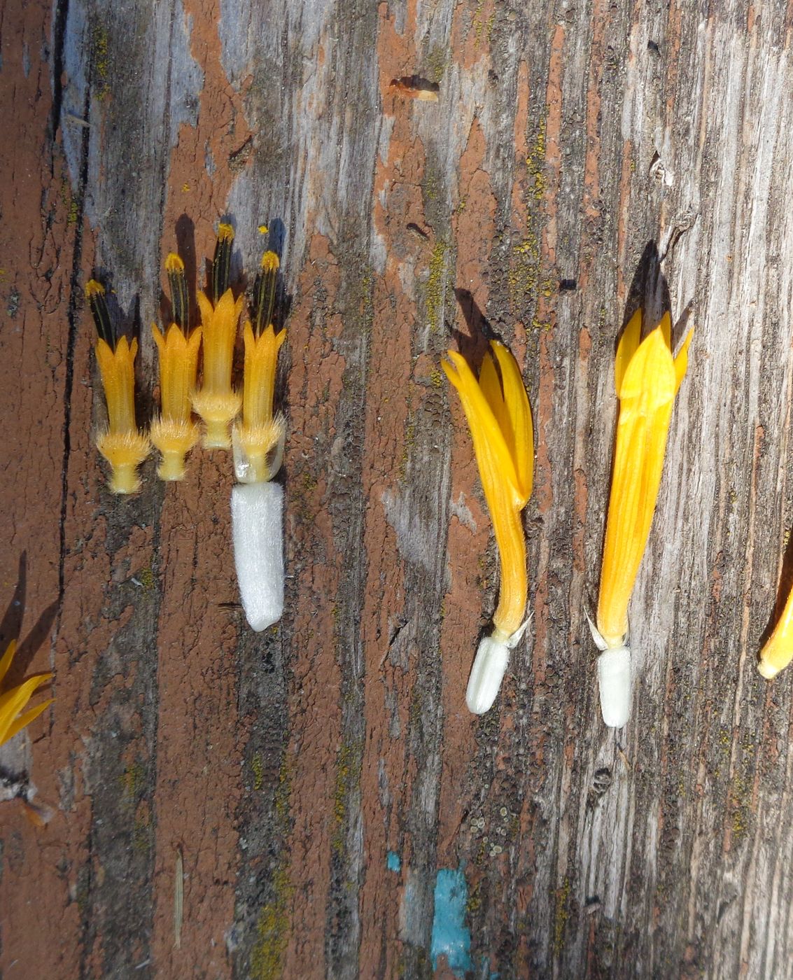 Image of Helianthus annuus specimen.