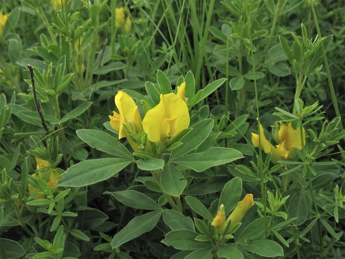 Изображение особи Chamaecytisus blockianus.