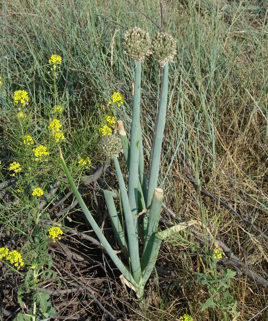 Изображение особи Allium altaicum.