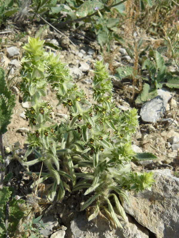 Image of Sideritis montana specimen.