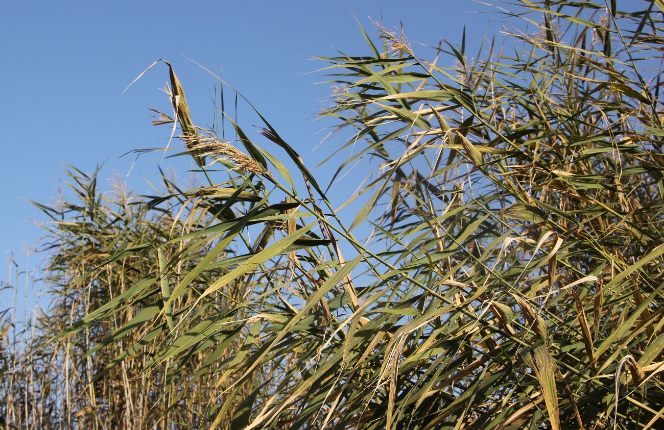 Image of Phragmites australis specimen.