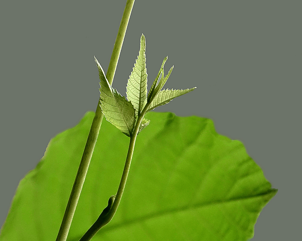 Image of Juglans regia specimen.