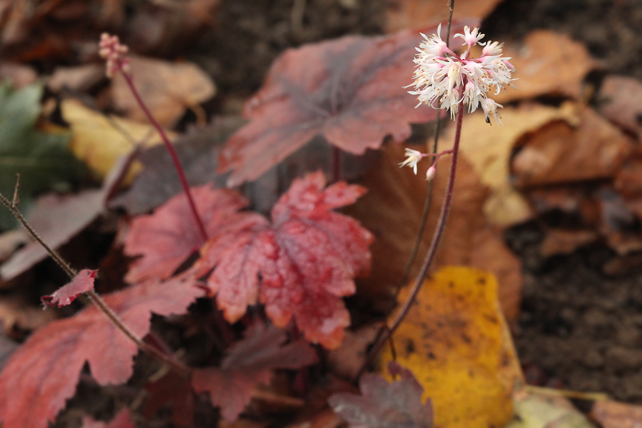 Изображение особи &times; Heucherella tiarelloides.