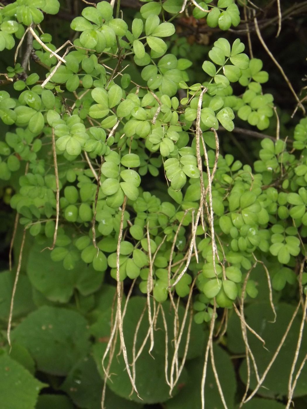 Изображение особи Hippocrepis emeroides.