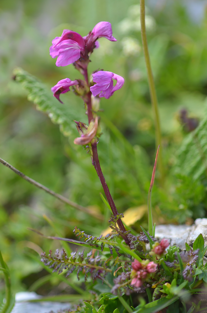 Изображение особи Pedicularis nordmanniana.