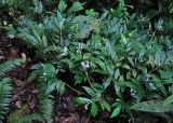 Argostemma yappii. Расцветающие растения. Малайзия, Камеронское нагорье, ≈ 1500 м н.у.м., влажный тропический лес. 03.05.2017.