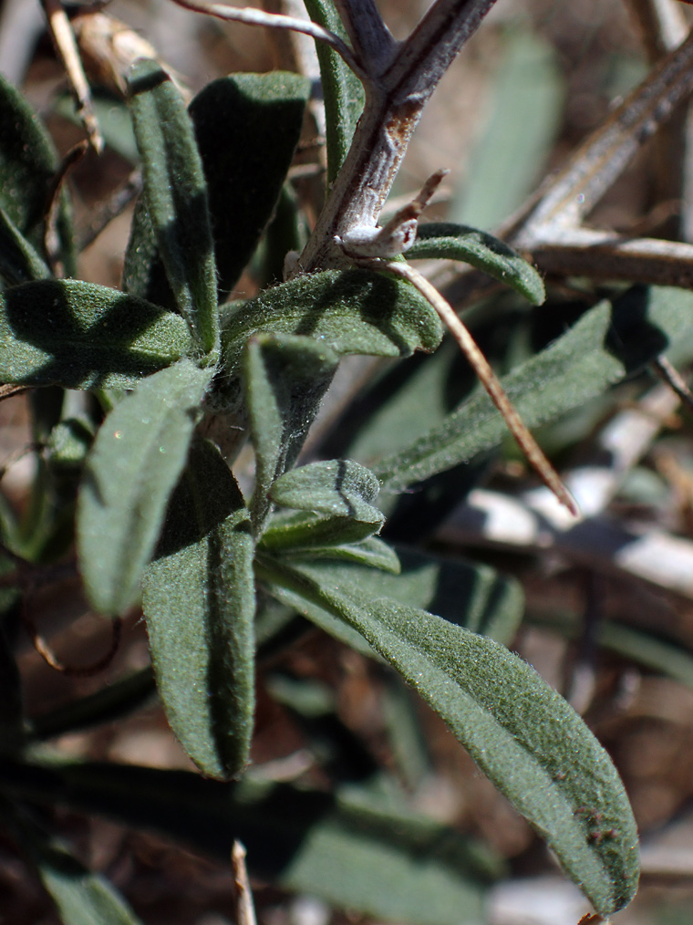 Image of Centaurea spinosa specimen.