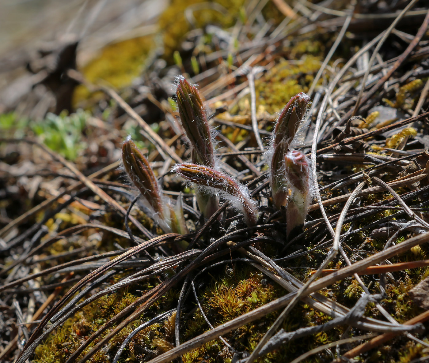 Изображение особи Pulsatilla patens.