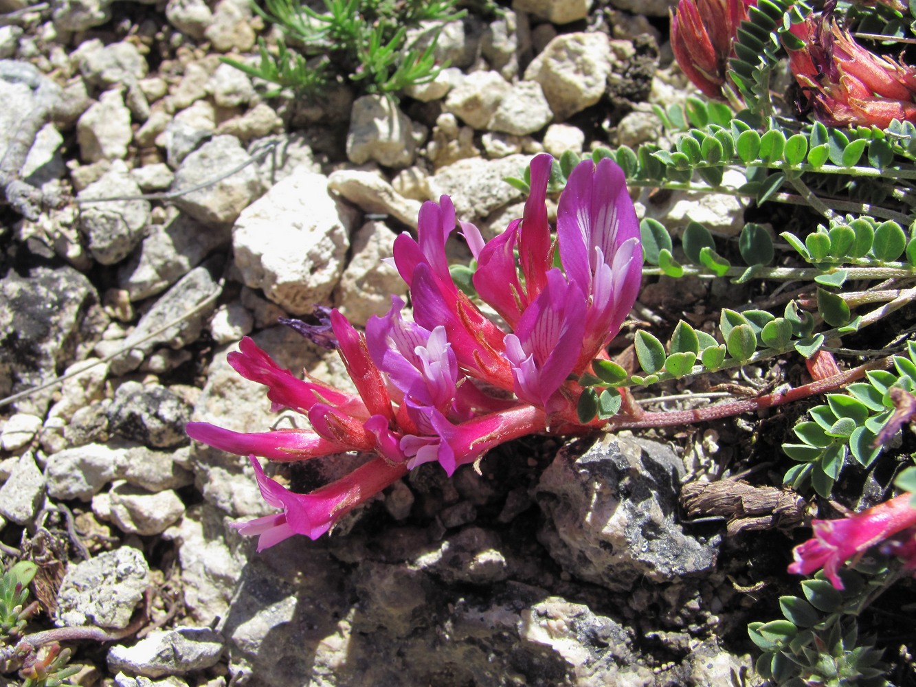 Изображение особи Astragalus buschiorum.