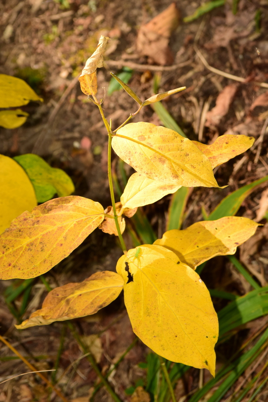 Изображение особи Vincetoxicum ascyrifolium.