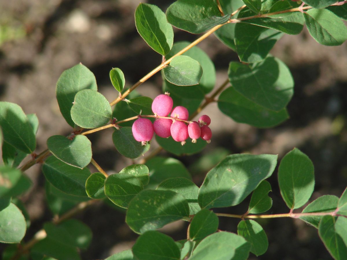 Image of Symphoricarpos &times; doorenbosii specimen.