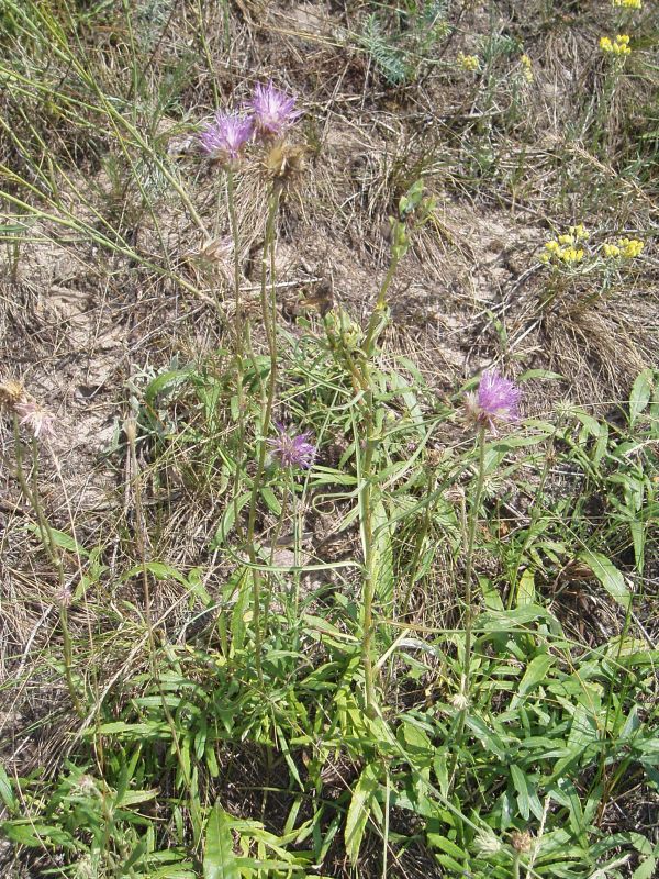 Image of Jurinea charcoviensis specimen.