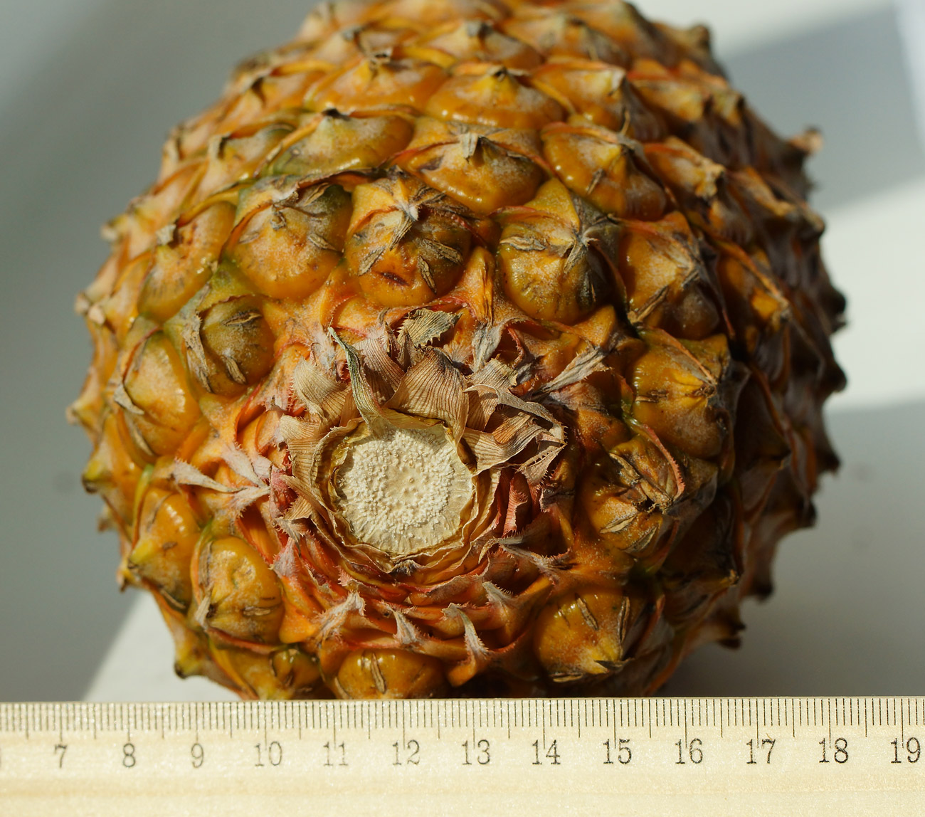 Image of Ananas comosus specimen.