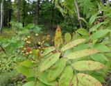 Sorbus commixta. Незрелое соплодие и листья. Сахалинская обл., окр. г. Анива, лесной массив около дороги к морю. 18.08.2019.