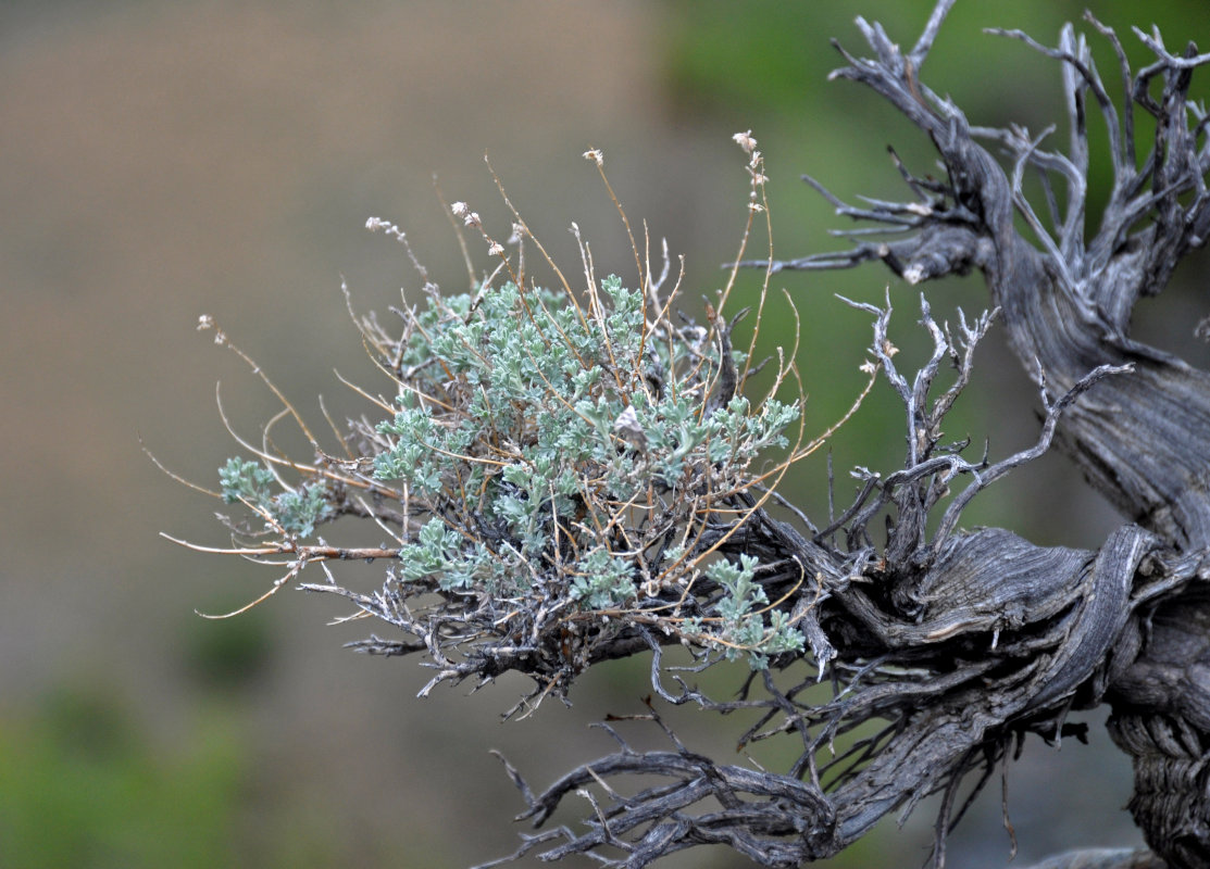 Image of Artemisia rutifolia specimen.