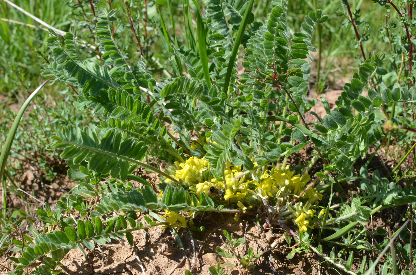 Image of Astragalus anisomerus specimen.