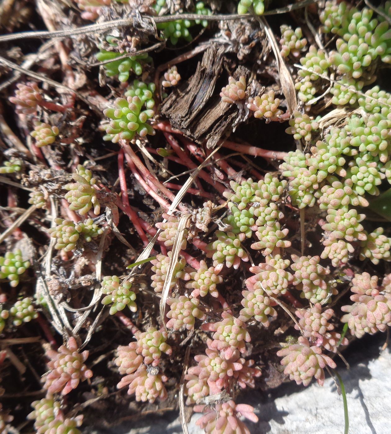 Изображение особи Sedum pallidum ssp. bithynicum.