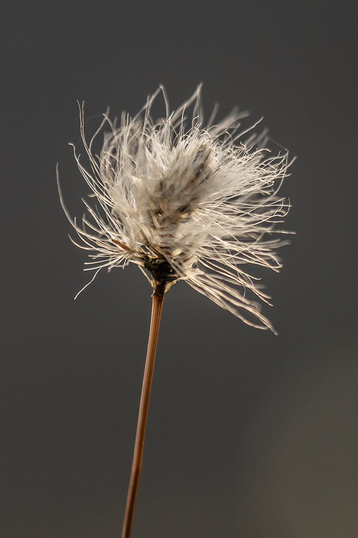 Image of genus Eriophorum specimen.