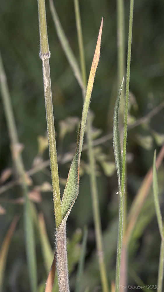 Image of Bromus hordeaceus specimen.