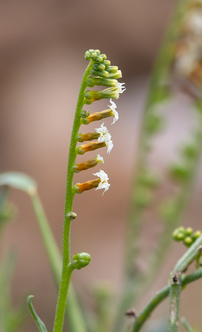 Image of Heliotropium ciliatum specimen.