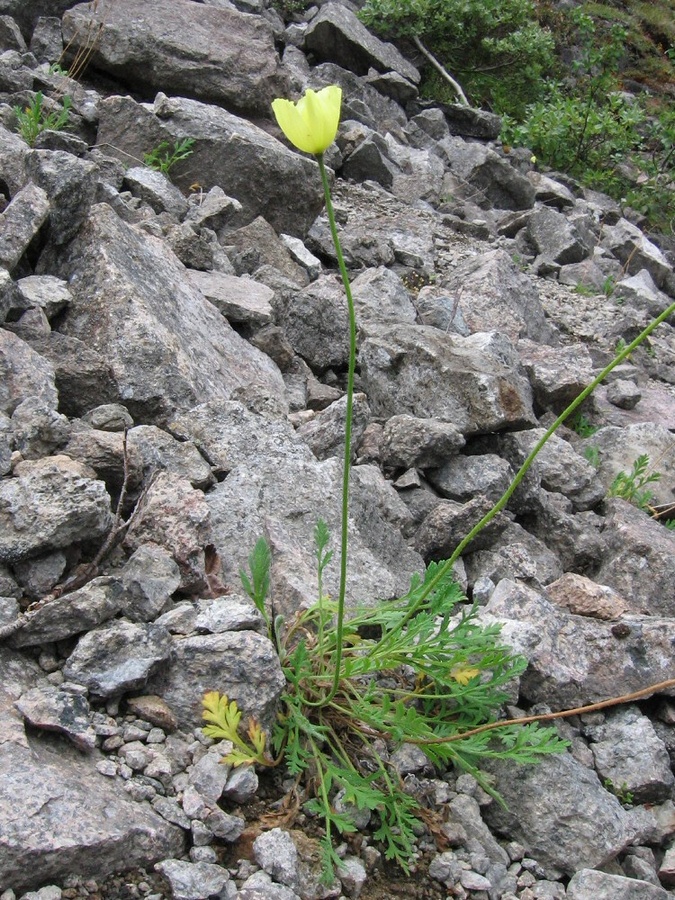 Изображение особи Papaver dahlianum.