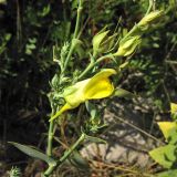 Linaria genistifolia ssp. dalmatica