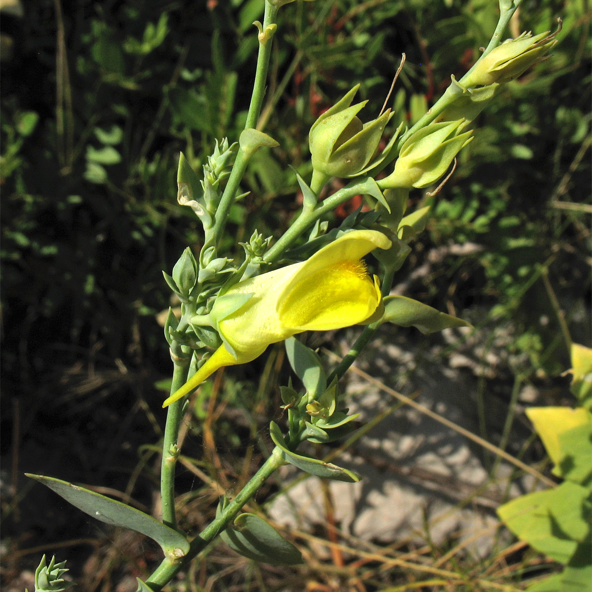 Image of Linaria genistifolia ssp. dalmatica specimen.