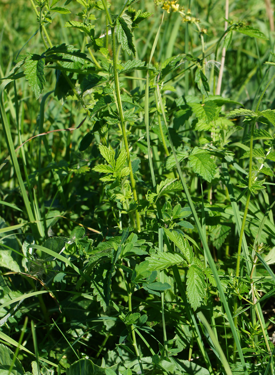 Изображение особи Agrimonia eupatoria.