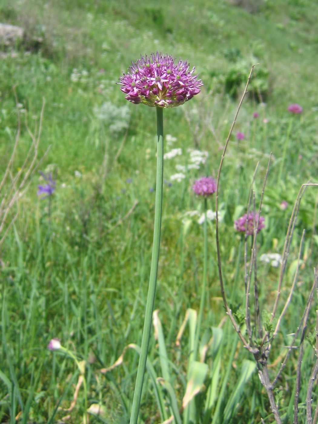 Image of Allium suworowii specimen.