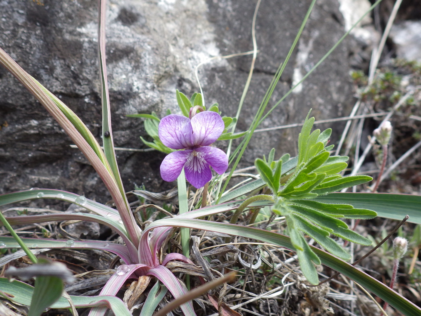 Изображение особи Viola dissecta.