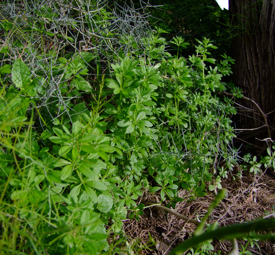 Изображение особи Galium aparine.