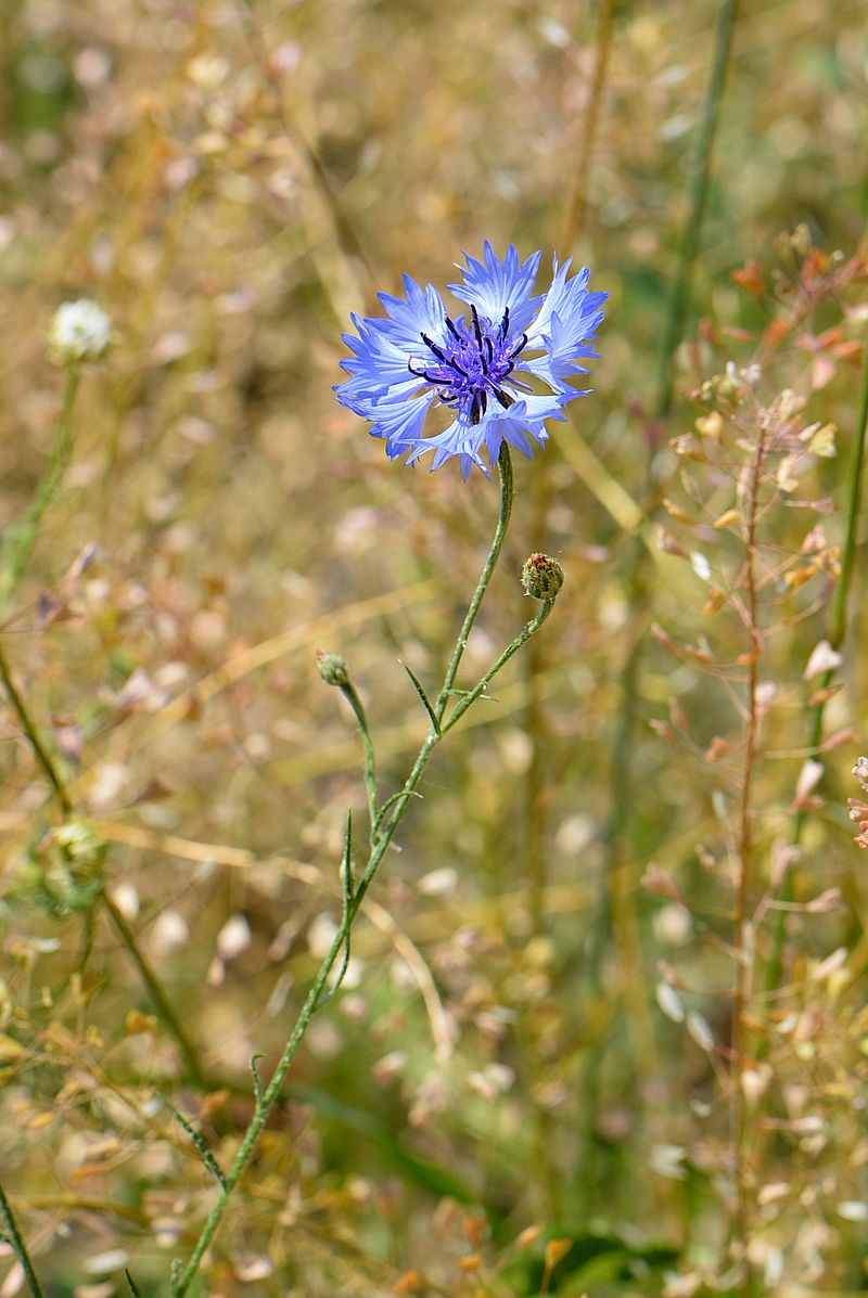 Изображение особи Centaurea cyanus.