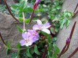 Epilobium anagallidifolium