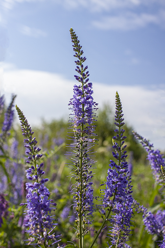 Image of Veronica longifolia specimen.