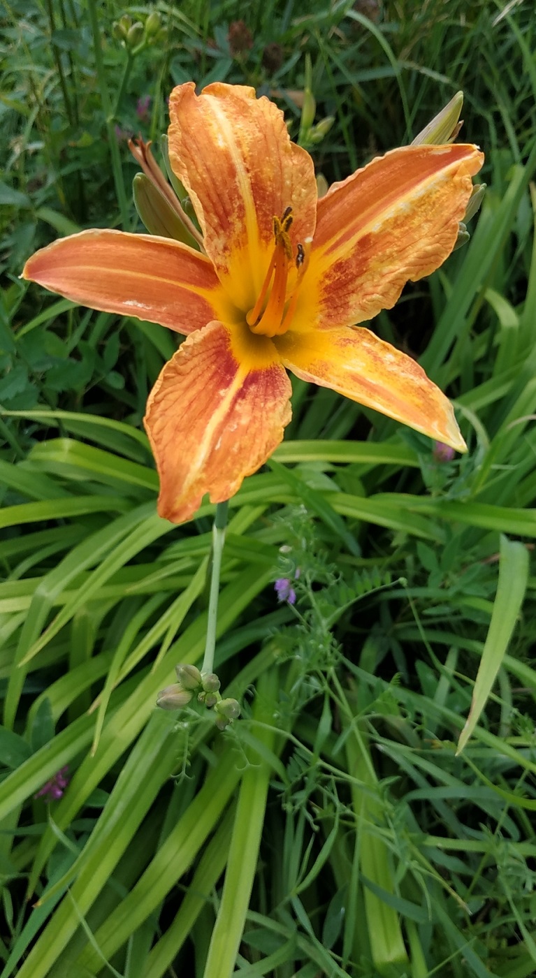 Image of Hemerocallis fulva specimen.