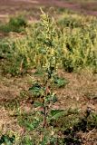 Atriplex tatarica