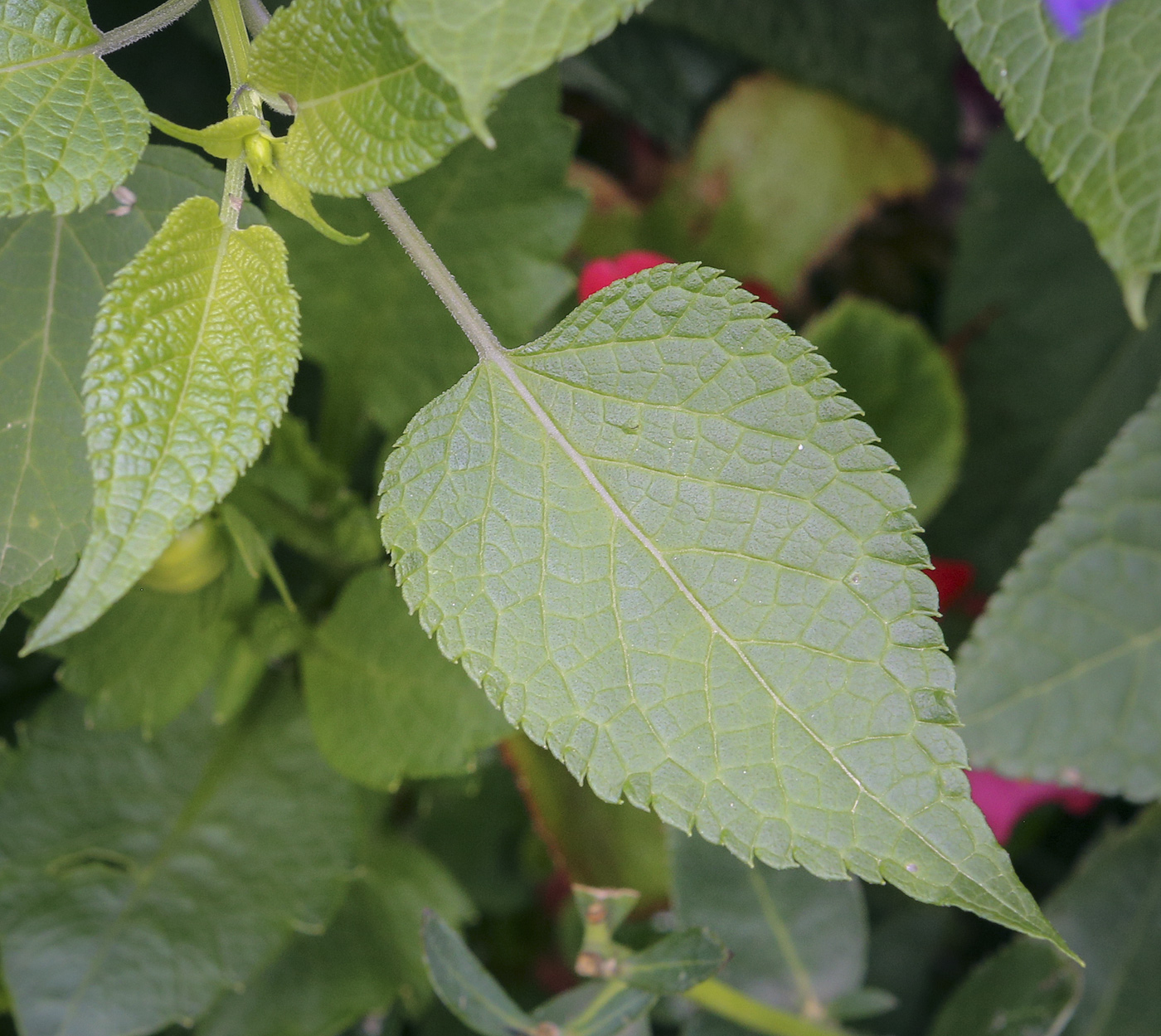 Изображение особи род Salvia.