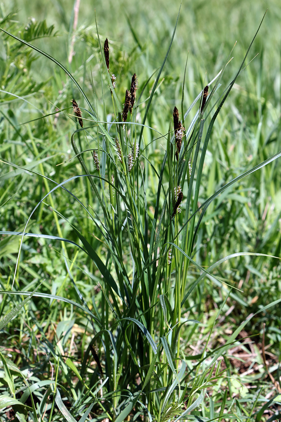 Image of genus Carex specimen.