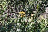 Barleria lupulina