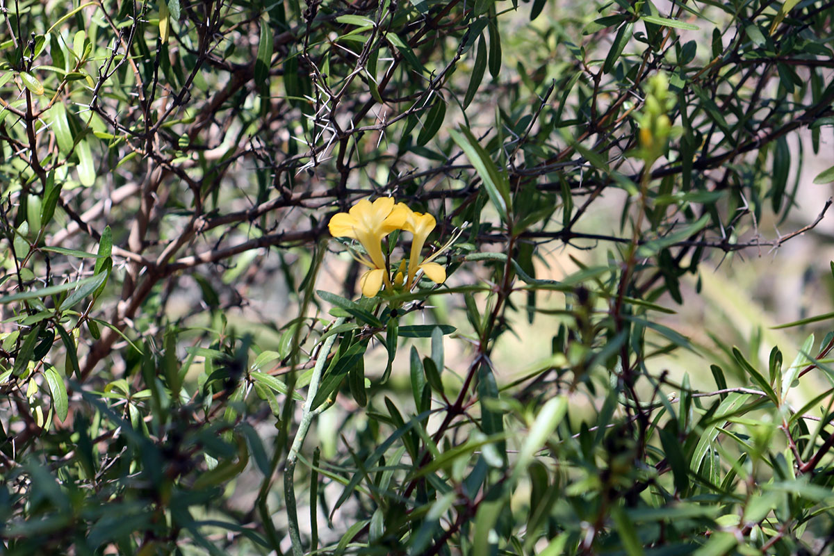 Изображение особи Barleria lupulina.